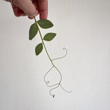 מייבש פרחים | FLOWER PRESS