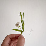 מייבש פרחים מעץ (מכבש פרחים) לשימור צמחים | FLOWER PRESS