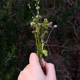 מייבש פרחים | FLOWER PRESS