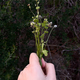 מייבש פרחים מעץ (מכבש פרחים) לשימור צמחים | FLOWER PRESS