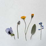 מייבש פרחים מעץ (מכבש פרחים) לשימור צמחים | FLOWER PRESS